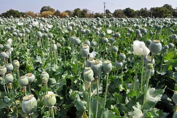 میزان مجوز واردات تریاک سالانه ۵۰تُن است/ اگر در هر هکتار ۲۵کیلو تریاک تولید شود، برای تریاک مورد نیاز وزارت بهداشت به ۸۰هزار هکتار زمین احتیاج است