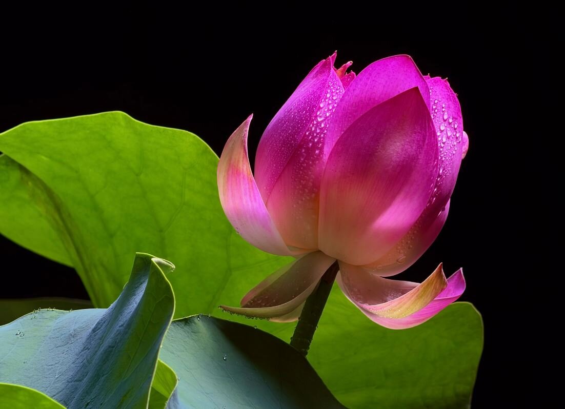 نخستین عکسهای گرفته شده با دوربین آیفون ۱۷