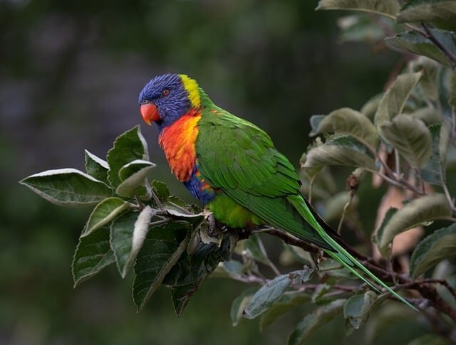 پرندگانی که زیباترین بالها را دارند / عکس
