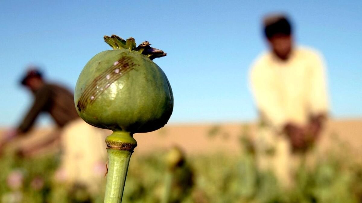 چرا کراک بازار خودش در ایران را از دست داد؟/ کمپهایی با شهریه ۳۰۰ میلیون تومانی برای خانوادههای خاص/ تبلیغ شیره تریاک در ایتا، بله، روبیکا و ...