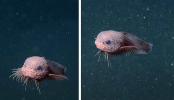 کشف بامزهترین حلزونماهی جهان/ این جانور صورتی، «ریش» دارد!