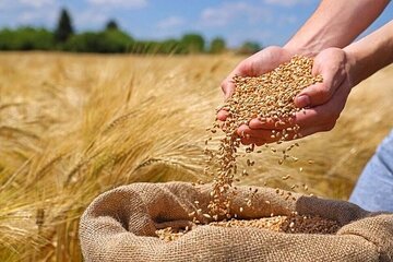 گندمکاران حتما بخوانند/ رقم پرداخت مطالبات گندمکاران اعلام شد