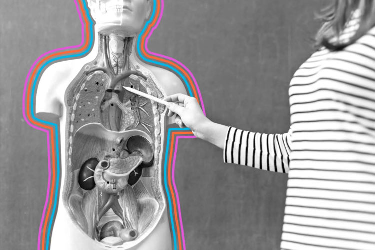 ۱۰ عضو بدن که می‌توان بدون آنها زنده ماند