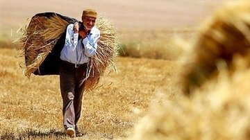 ۹۵درصد مطالبات گندم‌کاران قزوین پرداخت شد