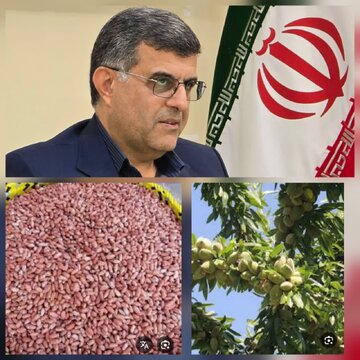 بادام زمینی گیلان؛ از معرفی رقم های جدید تا توسعه مکانیزاسیون