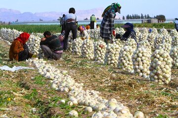 برداشت پیاز از سطح ۵۴۲ هکتار از مزارع شاهرود