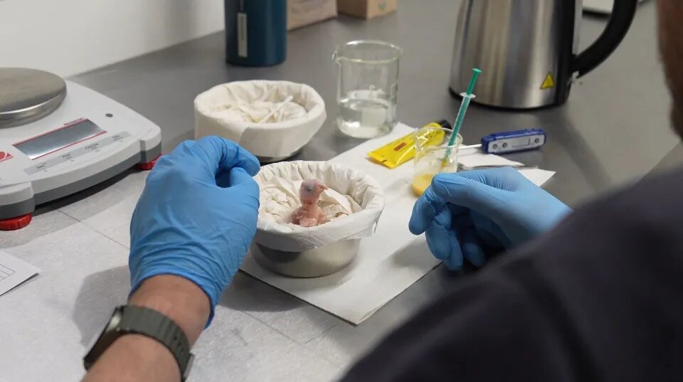 تولد اولین جوجه نادرترین طوطی جهان که در طبیعت منقرض شده / عکس