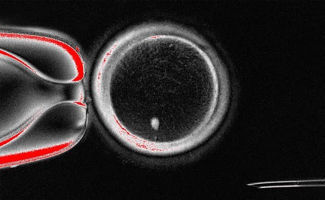 تولد نوزاد، بدون مادر ممکن شد!
