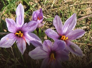 تولید سالانه بیش از ۱۴۰۰تن گیاه دارویی در قزوین