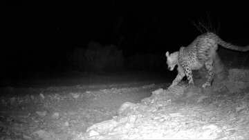 ثبت حضور ۳ پلنگ ایرانی در پناهگاه حیاتوحش عباسآباد توسط دوربین تلهای