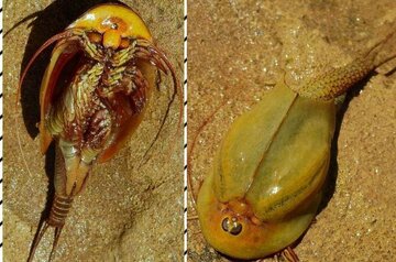 ثبت گونه نادر «میگوی سر وزغی» با پیشینه زیستی ۲۰۰ میلیون سال در اردستان