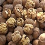 جنگلهای گردوی سهرورد میزبان پنجمین جشنواره ملی گردو