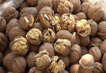 جنگل‌های گردوی سهرورد میزبان پنجمین جشنواره ملی گردو