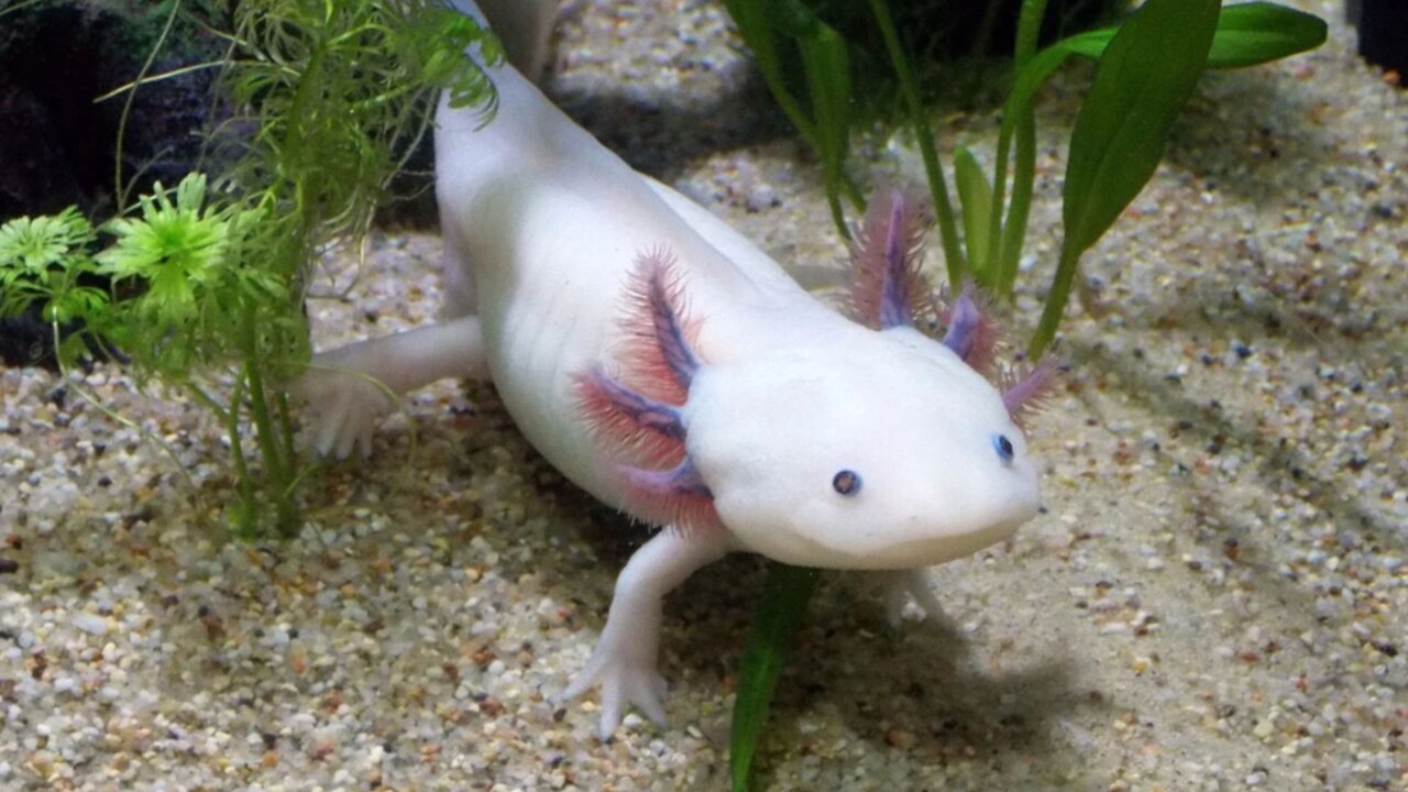 قدرتهای تخیلی و اعجابانگیز در قلمرو حیوانات | از شوک برقی تا دید حرارتی