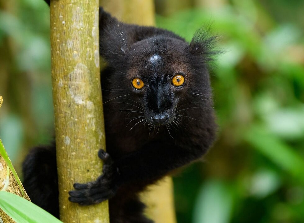 قدرتهای تخیلی و اعجابانگیز در قلمرو حیوانات | از شوک برقی تا دید حرارتی