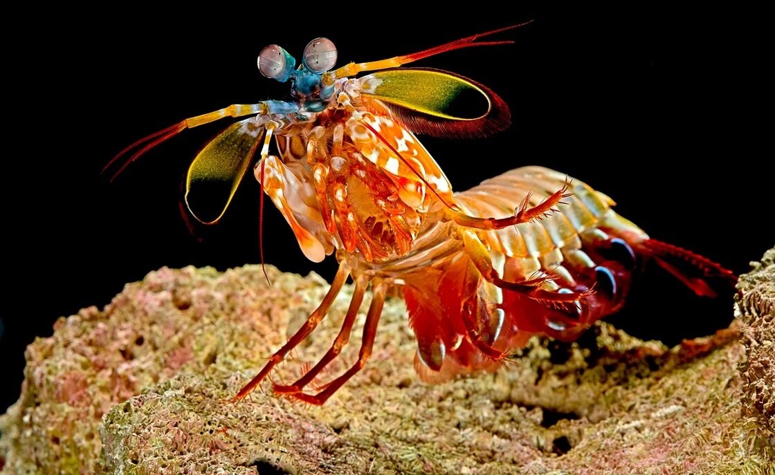 قدرتهای تخیلی و اعجابانگیز در قلمرو حیوانات | از شوک برقی تا دید حرارتی