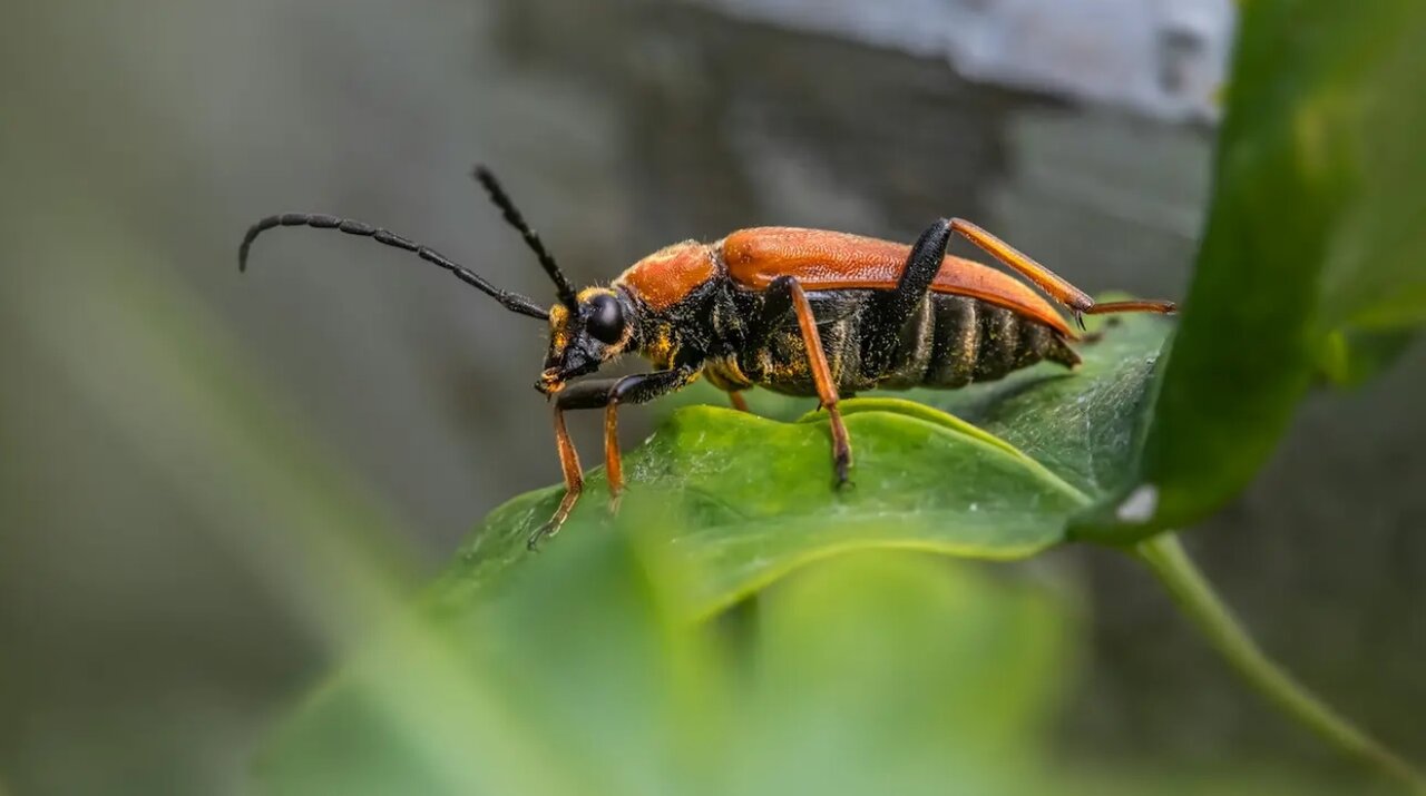 قدرتهای تخیلی و اعجابانگیز در قلمرو حیوانات | از شوک برقی تا دید حرارتی
