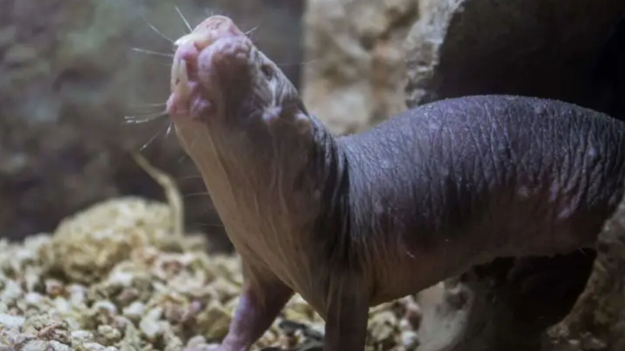 قدرتهای تخیلی و اعجابانگیز در قلمرو حیوانات | از شوک برقی تا دید حرارتی