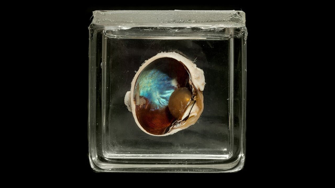 قدرتهای تخیلی و اعجابانگیز در قلمرو حیوانات | از شوک برقی تا دید حرارتی