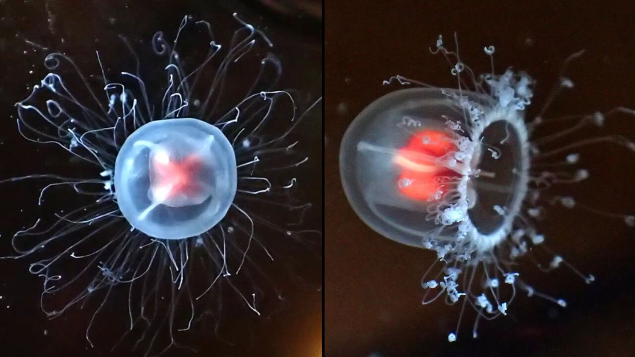 قدرتهای تخیلی و اعجابانگیز در قلمرو حیوانات | از شوک برقی تا دید حرارتی