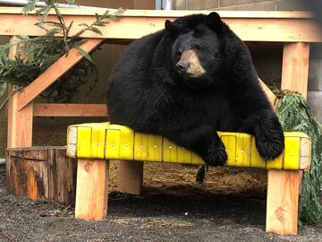 خرس وحشی با پای خودش وارد باغ وحش شد / سر زدن به همنوعان اسیر