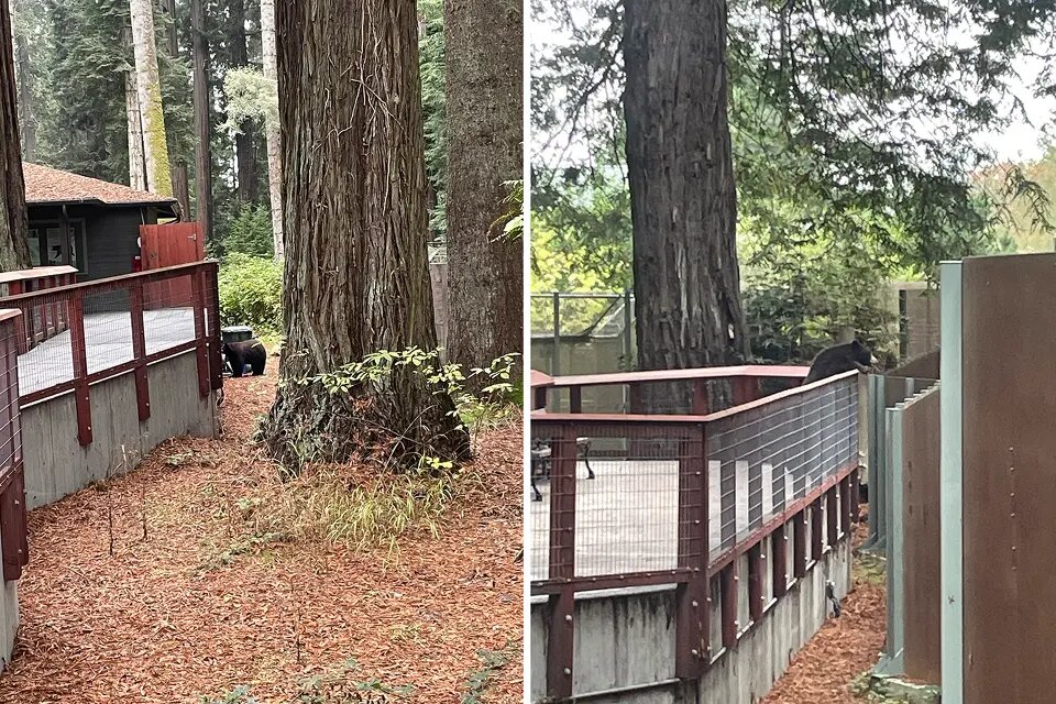 خرس وحشی با پای خودش وارد باغ وحش شد / سر زدن به هم‌نوعان اسیر