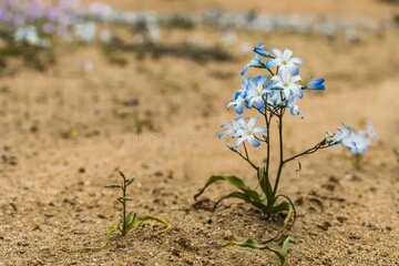 خشکترین بیابان زمین تبدیل به بهشت گلهای رنگارنگ شد