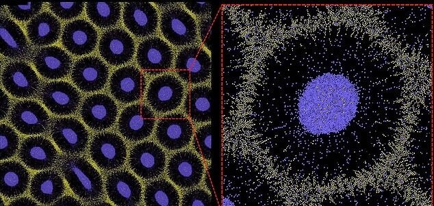 راز شکل‌گیری خال‌های پلنگ فاش شد