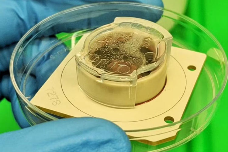 رایانههای زیستی بر پایه مغز طی ۱۰ سال هوش مصنوعی را متحول خواهند کرد