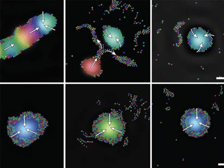 رباتهای کوچک با الهام از طبیعت، هوشمند و خودترمیم میشوند