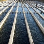 زنجان، پیشران شیلات شمال‌غرب با تولید سالانه ۲۰ هزار تن آبزی