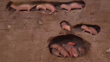 سرانجام راز طول عمر طولانی کشف شد / اسرار موجودی کور و زشت که پیر نمیشود