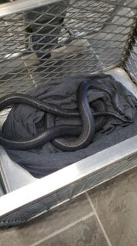 سرگردان بودن شاه‌مار در خیابان‌های شهر/ عکس