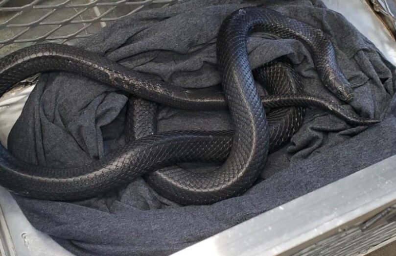 سرگردان بودن شاهمار در خیابانهای شهر/ عکس