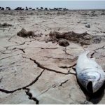 سه تالاب طبیعی همدان خشک شد!؟