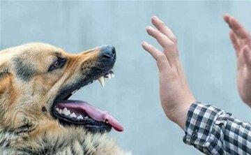 سگ نگهبان صاحب ۷۰ سالهاش را به کشتن داد