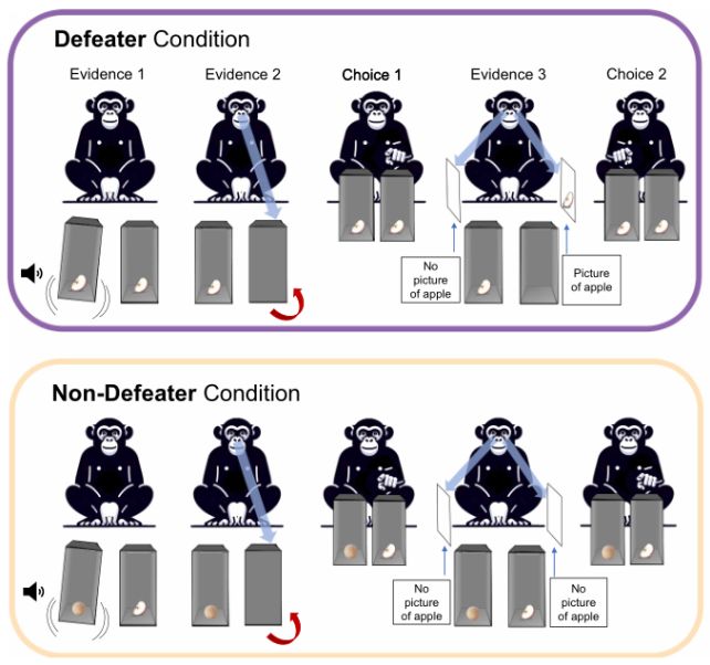 شامپانزهها دروغ را تشخیص میدهند و عقیدهشان را عوض میکنند!