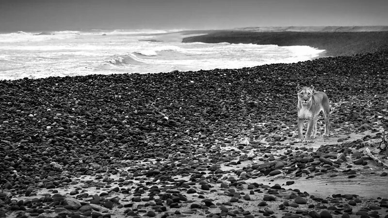 عکسهای شگفتانگیز از شیرهای ساحل «اسکلت» / سلطان جنگل، پادشاه ساحل شد!