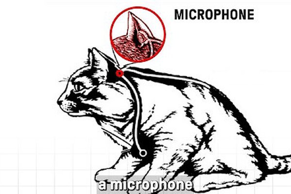 ضربه ۲۰ میلیون دلاری یک گربه به سازمان جاسوسی آمریکا!