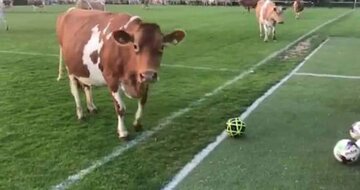 عکس| یک گاو جان این بازیکن فوتبال را گرفت!