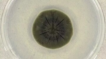 قارچی مرموز در چرنوبیل که از «اشعه مرگبار» تغذیه میکند