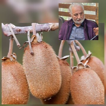 محور اقدامات شرکت تعاونی اطلاع رسانی درباره کاشت، داشت و برداشت و بازار کیوی برای باغداران است