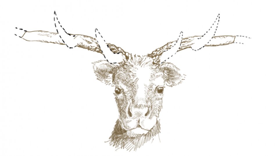 موجودی ناشناخته از دل یخ و زمان: فسیلی که تورنتو را شوکه کرد