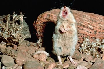 موشهایی که مثل گرگها زوزه میکشند!