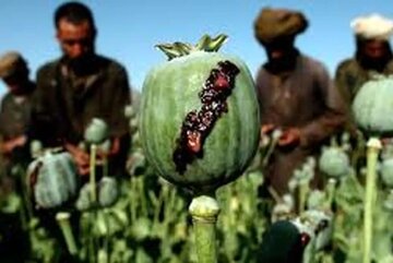 نیاز ۵۰۰ تنی صنعت دارو؛ کشت خشخاش یا واردات؟/ از زمان شاه، ایران مجوز بین‌المللی کشت خشخاش داشت