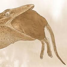 نیمی مار، نیمی سوسمار / موجودی عجیب از دل ژوراسیک بیرون آمد