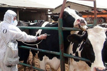 هجوم تب برفکی به دامداریها/ چه تعداد دام تلف شد؟/ شیوع بیماری تحت کنترل است؟