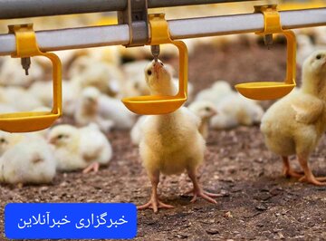واکسیناسیون رایگان ۳۹ هزار پرنده بومی در اندیکا علیه بیماری نیوکاسل