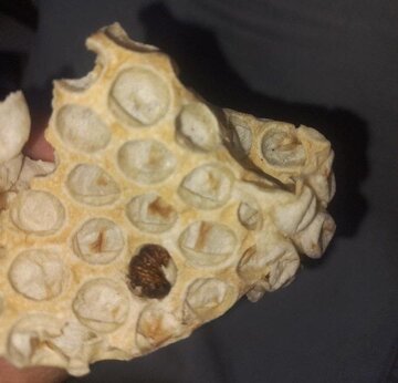 وجود سوسک در نان یکی از نانوایی‌های صالحیه