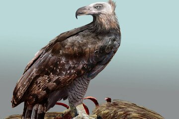 وحشتناکترین عقاب تاریخ که انسان را هم شکار میکرد